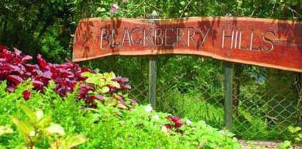 Blackberry Hills Resort Munnar